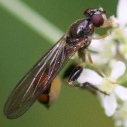 Sphegina elegans